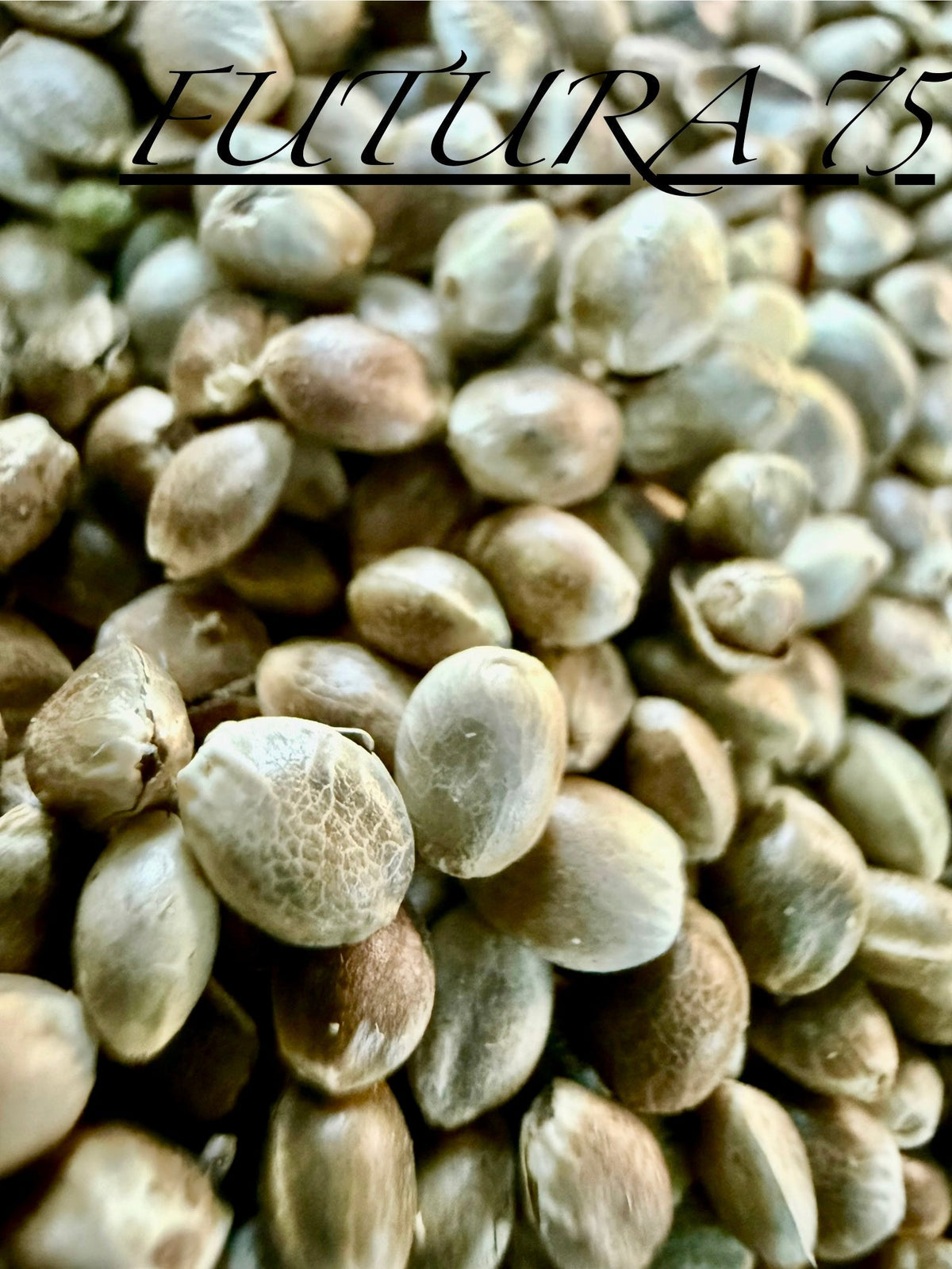 Ripkitty International & Domestic Raw Viable Hemp Seeds for Poultry, Equine Feeding, & Livestock