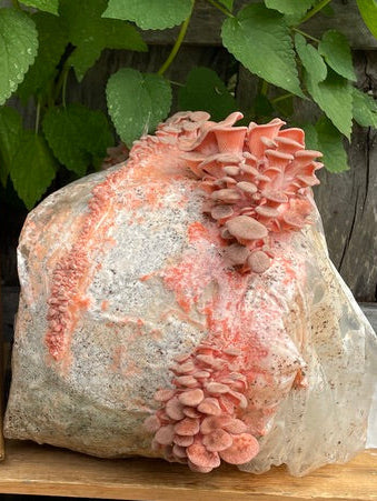 Pink Oyster Mushroom Grow Kit