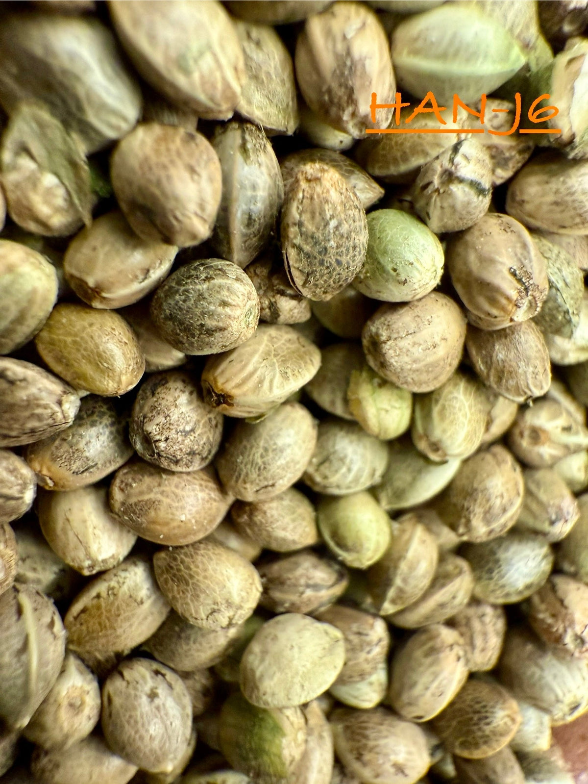 Ripkitty International & Domestic Raw Viable Hemp Seeds for Poultry, Equine Feeding, & Livestock