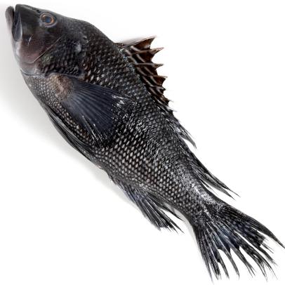 WILD BLACK SEA BASS