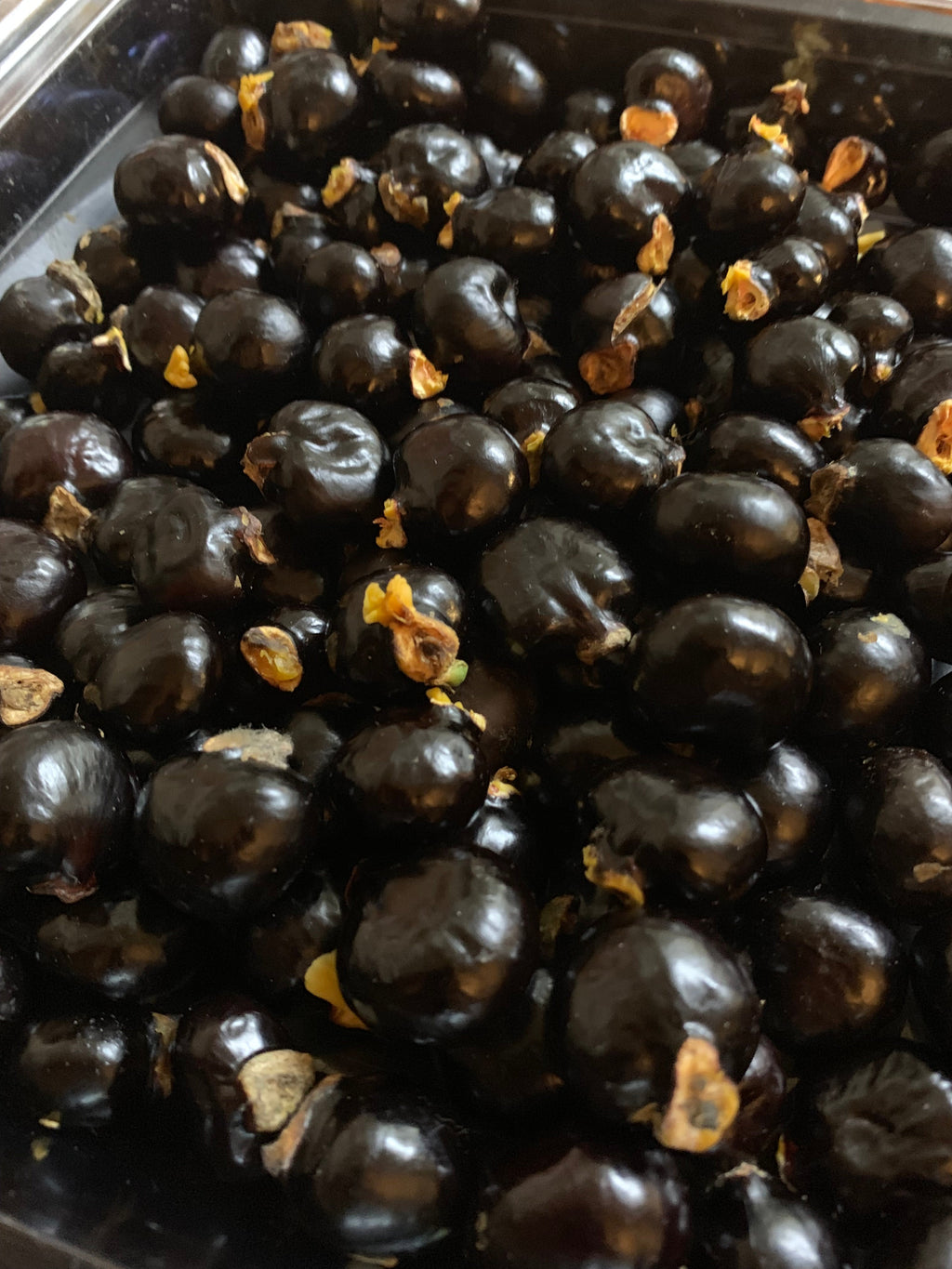 Ripkitty Ornamental "Soft" Ackee Seeds | Blighia Sapida Tropical Jamaican Botanical