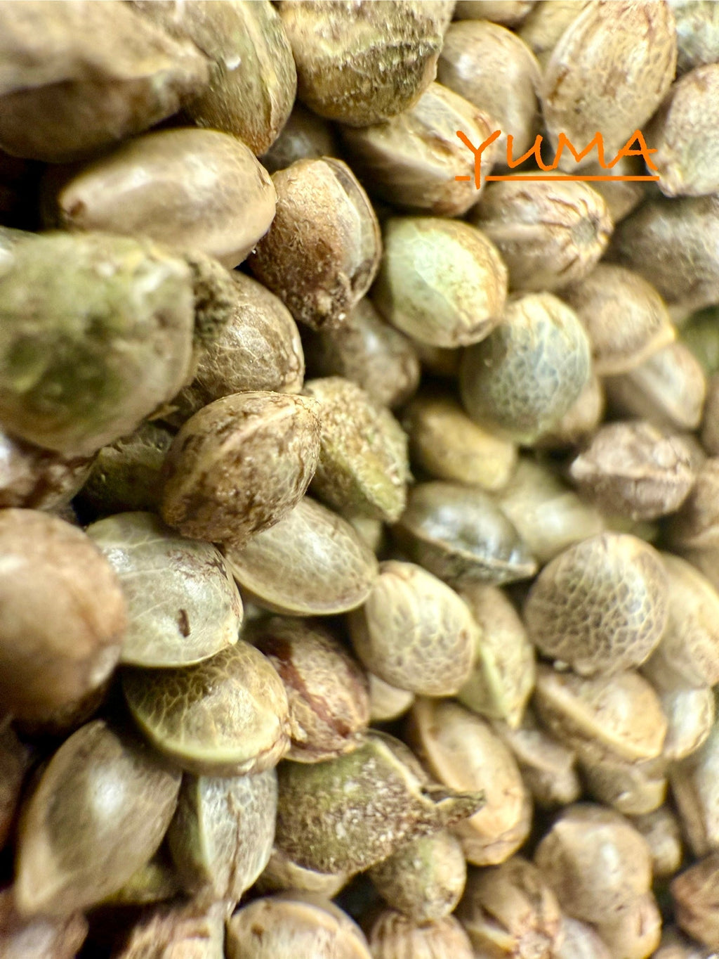Ripkitty International & Domestic Raw Viable Hemp Seeds for Poultry, Equine Feeding, & Livestock