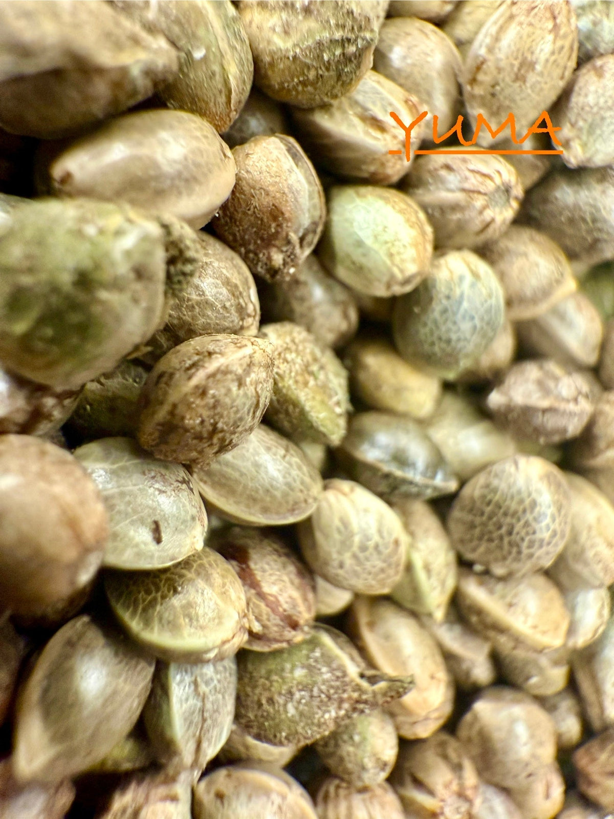 Ripkitty International & Domestic Raw Viable Hemp Seeds for Poultry, Equine Feeding, & Livestock