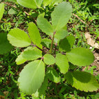 Breathe Easy Herbal Blend for Respiratory Immune Support