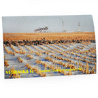 Sandhill Cranes Postcard | Nebraska Is ... Sandhill Cranes | 2 The Ends of the Earth