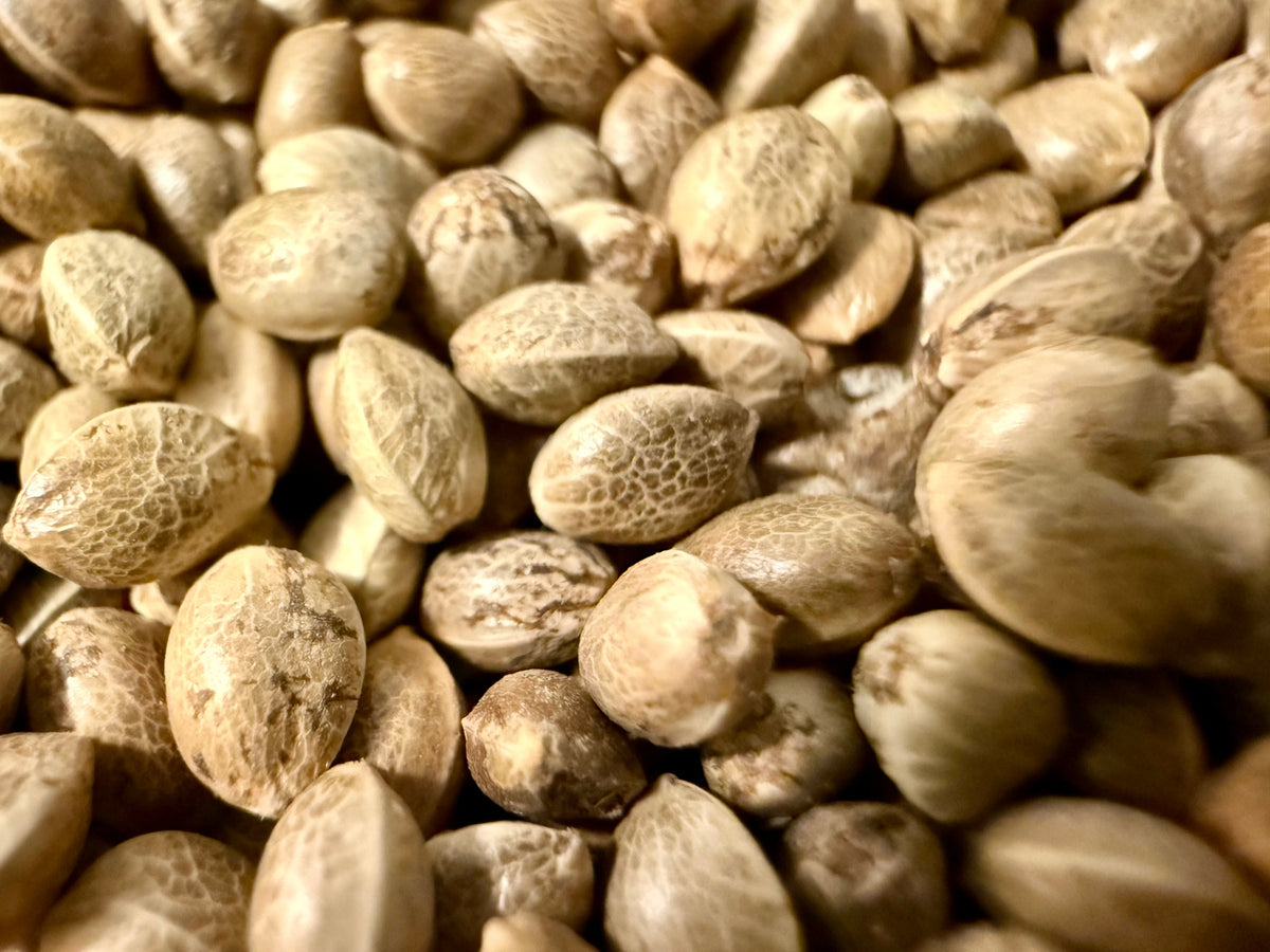 Ripkitty Premium Raw Viable Sprouts Organic Whole Hemp Seeds