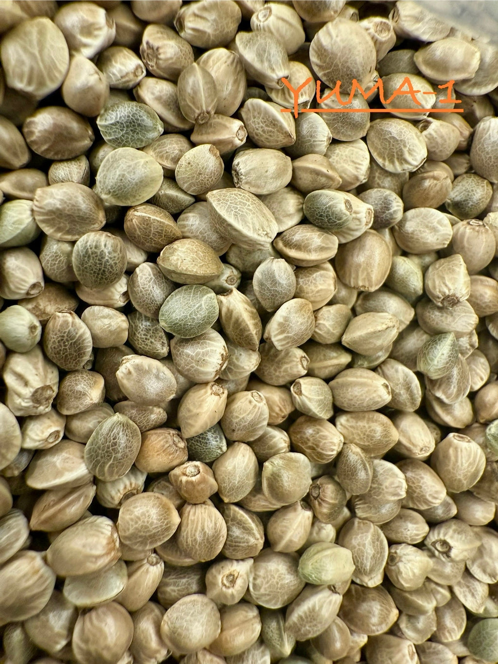 Ripkitty International & Domestic Raw Viable Hemp Seeds for Poultry, Equine Feeding, & Livestock