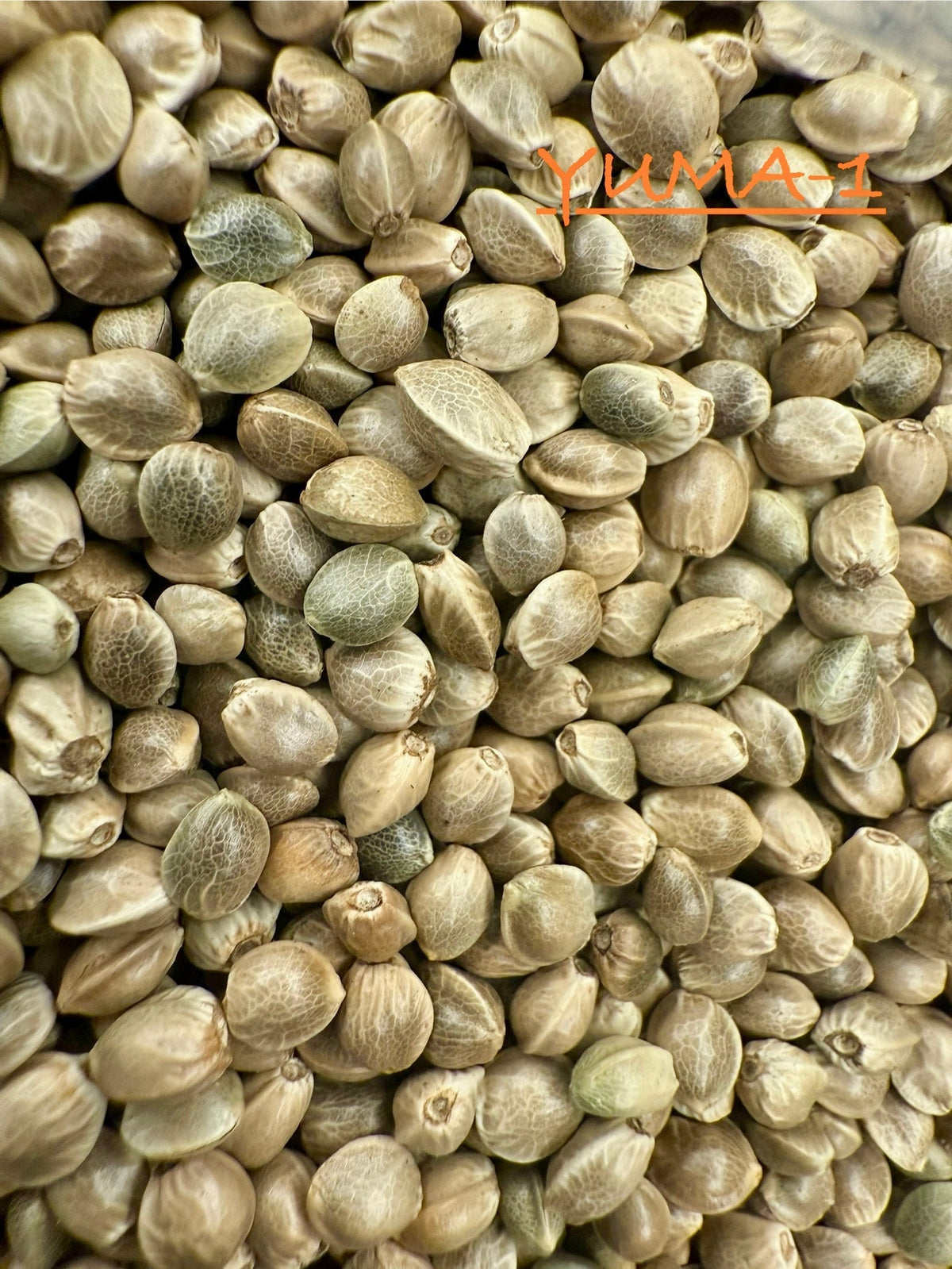 Ripkitty International & Domestic Raw Viable Hemp Seeds for Poultry, Equine Feeding, & Livestock