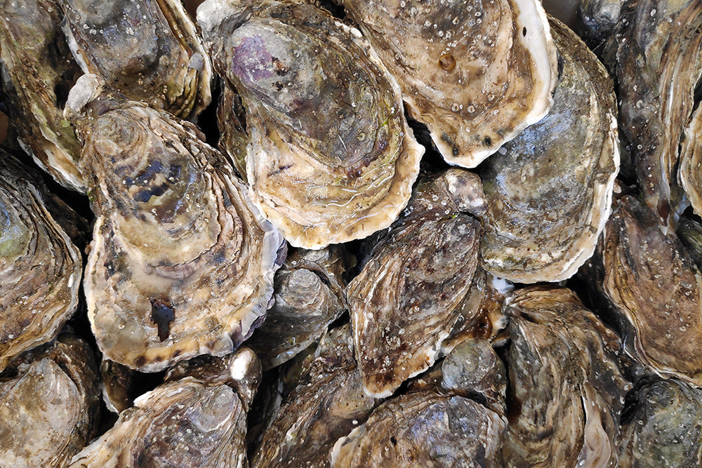 Gulf Coast Bottom Oysters