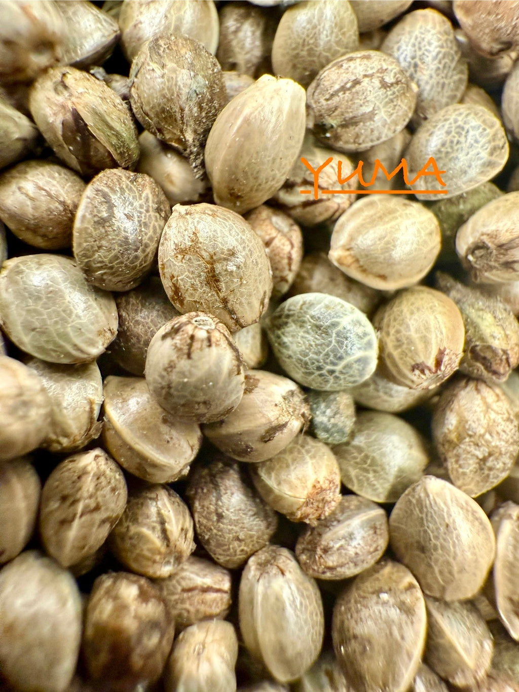 Ripkitty International & Domestic Raw Viable Hemp Seeds for Poultry, Equine Feeding, & Livestock