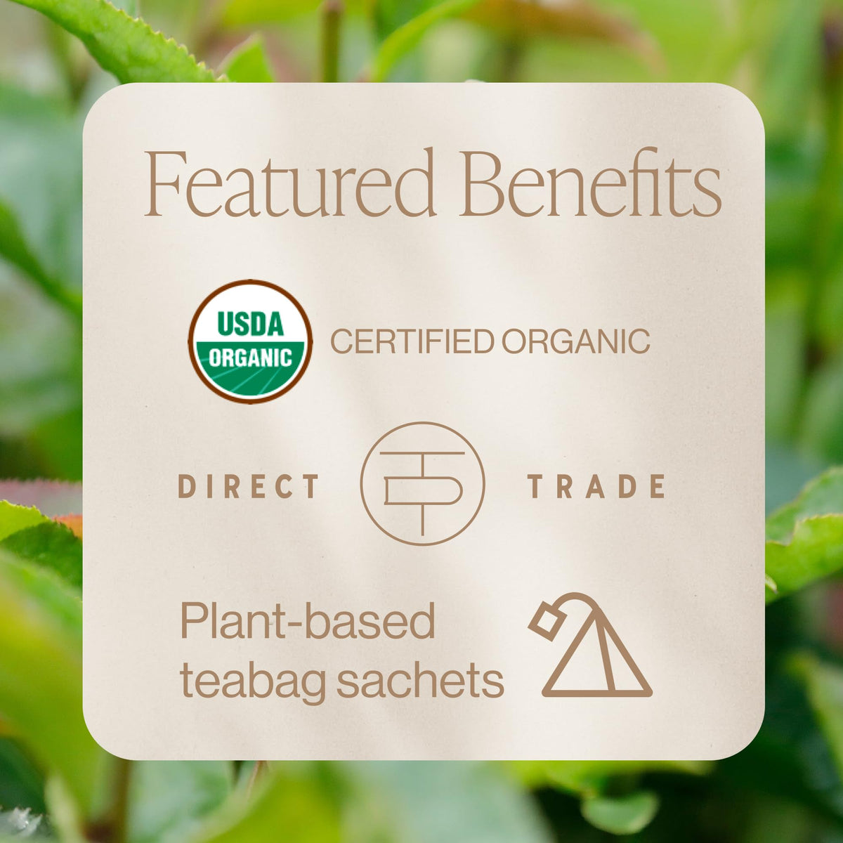 Rishi Organic Ritual Green Tea, Case of 6, 15 Bags
