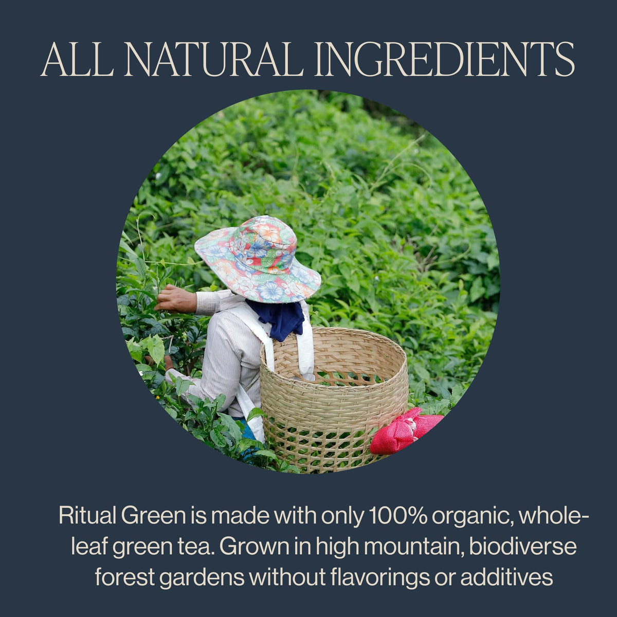 Rishi Organic Ritual Green Tea, Case of 6, 15 Bags