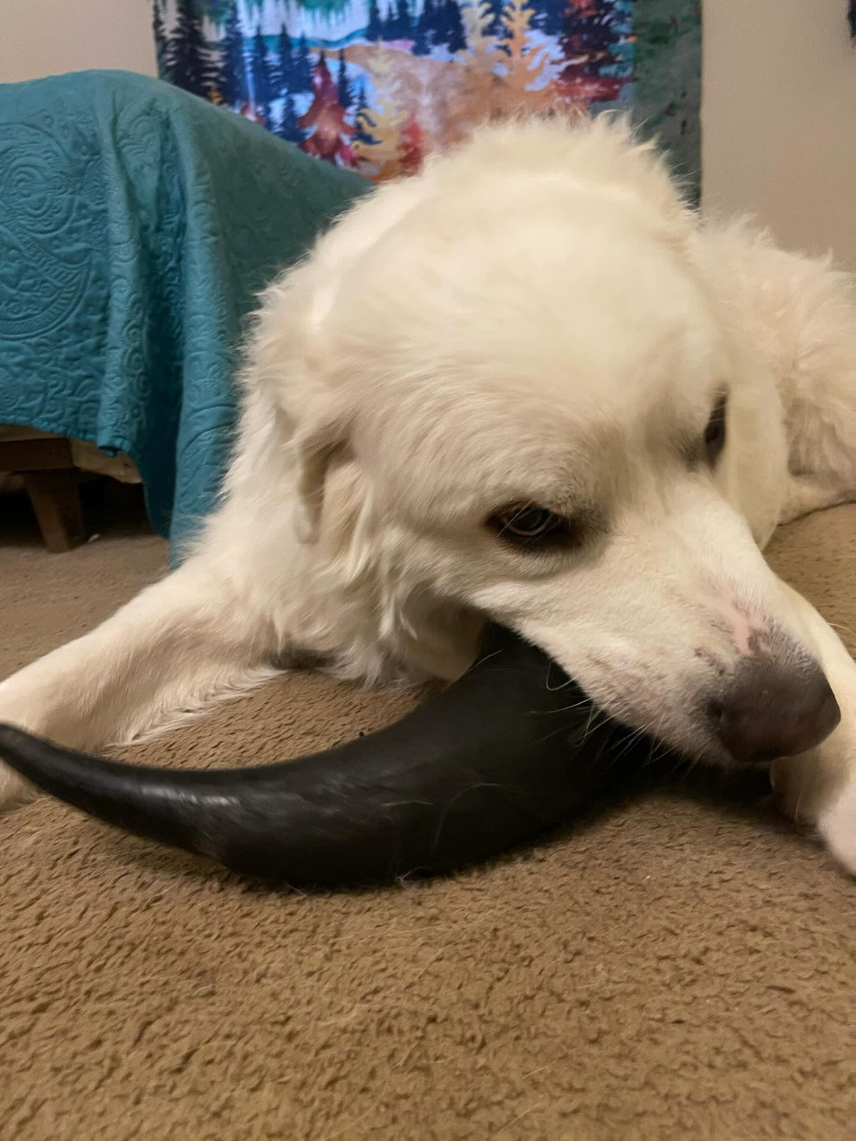 Bison Horn (Grass Fed & Finished)