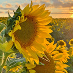 Sunflower Oil | 8 oz | Non GMO, Gluten & Nut Free, Vegan | Simply Sunflower