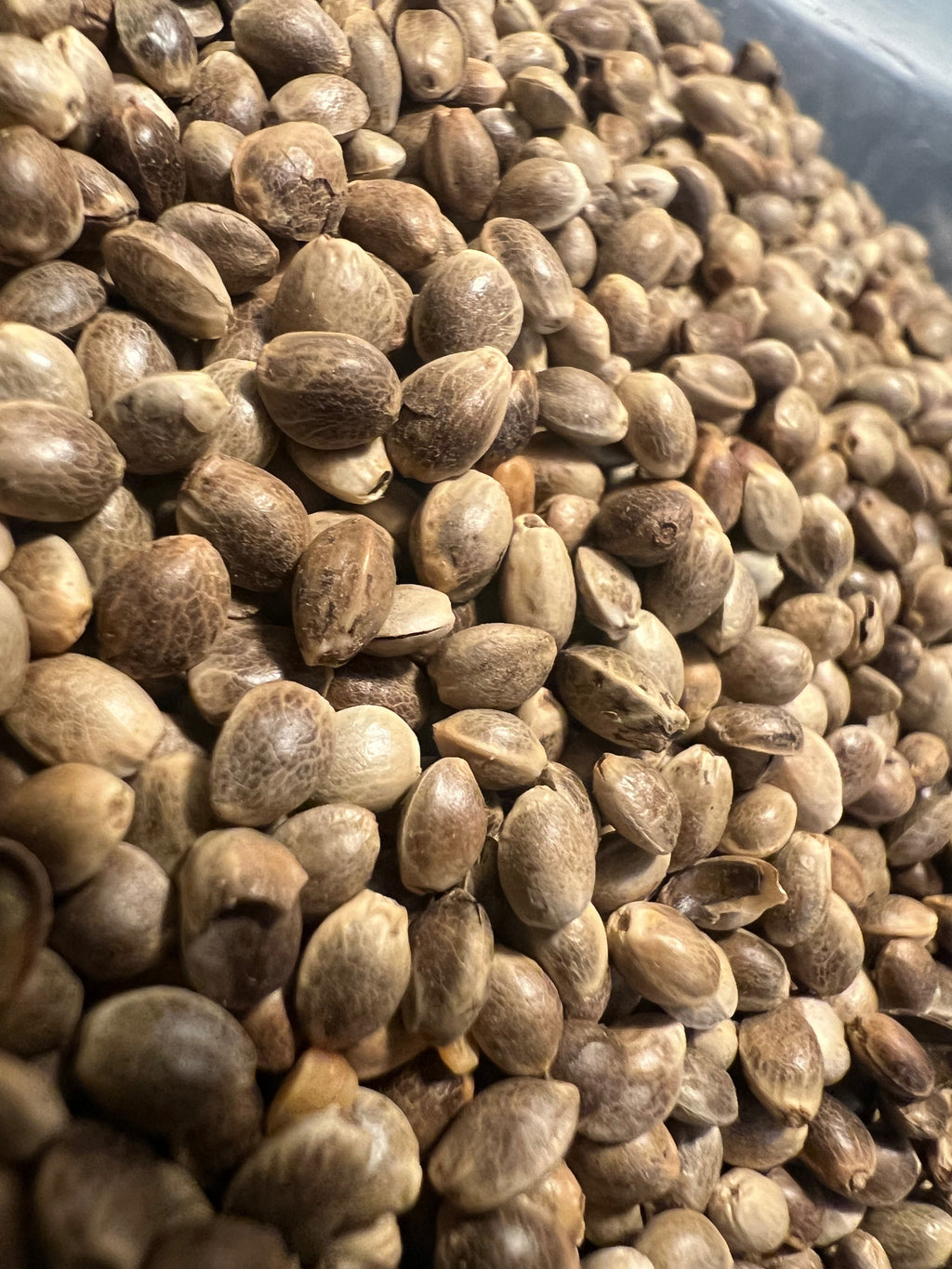 Ripkitty Premium Toasted Organic Hemp Seeds | High Protein Superfood