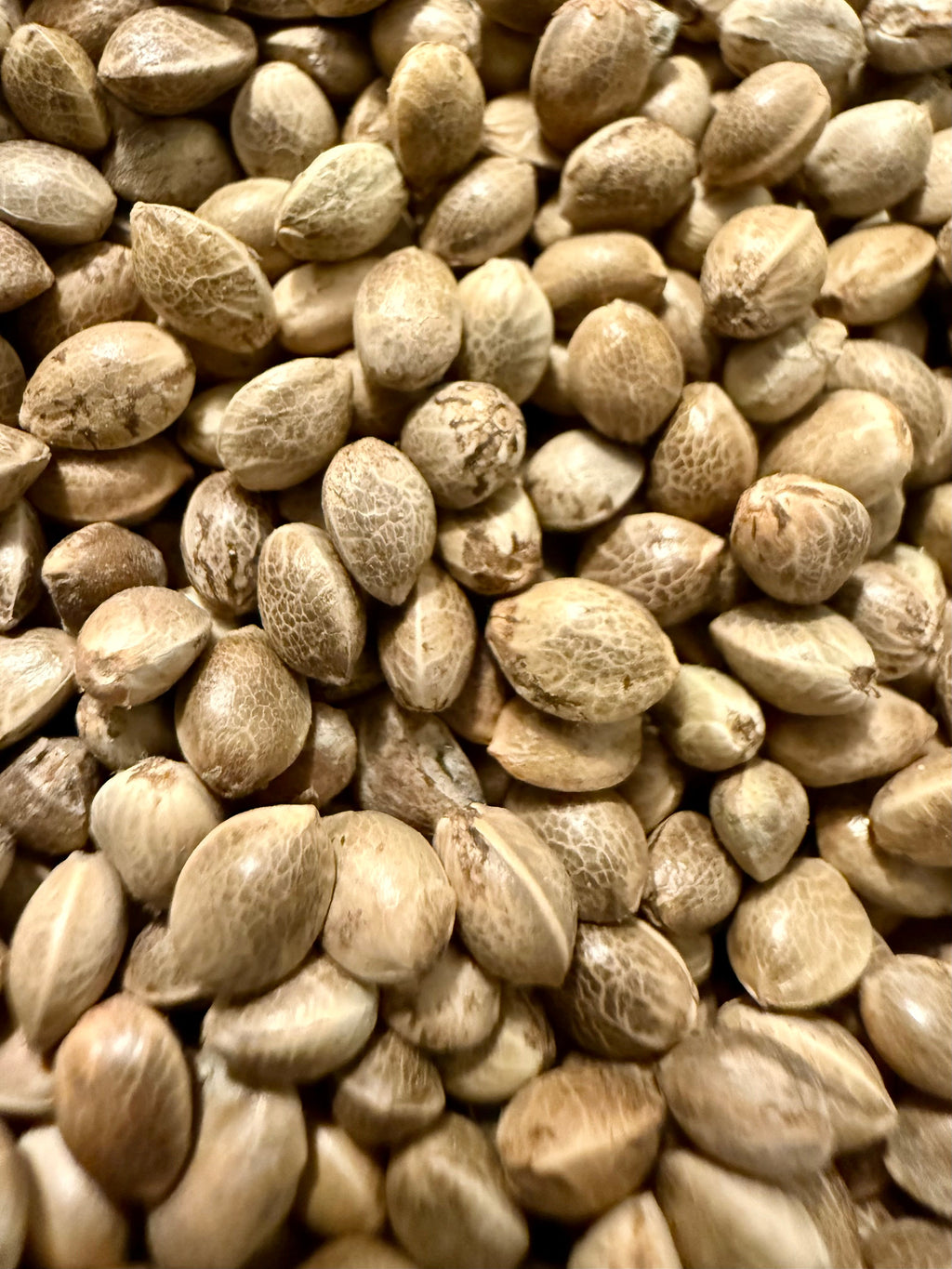 Ripkitty Premium Raw Viable Sprouts Organic Whole Hemp Seeds