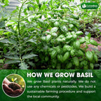 Premium Dried Basil – 100% Pure, Non-GMO, Gluten-Free, Vegan – Aromatic Culinary Herb for Cooking, Garnish, and Seasoning