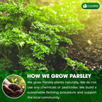 Premium Dried Parsley Leaves – 100% Pure, Non-GMO, Gluten-Free, Vegan – Aromatic Culinary Herb for Cooking, Garnish, and Seasoning