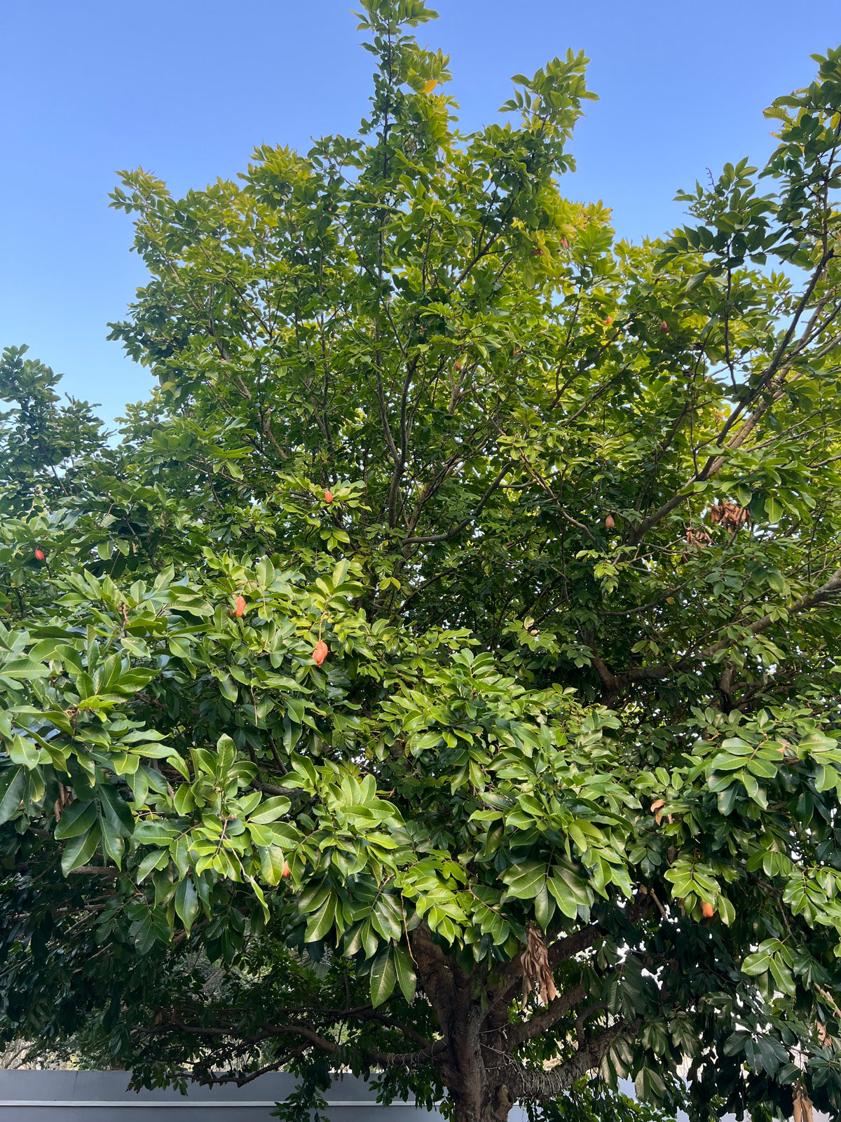 Ripkitty Ornamental "Soft" Ackee Seeds | Blighia Sapida Tropical Jamaican Botanical