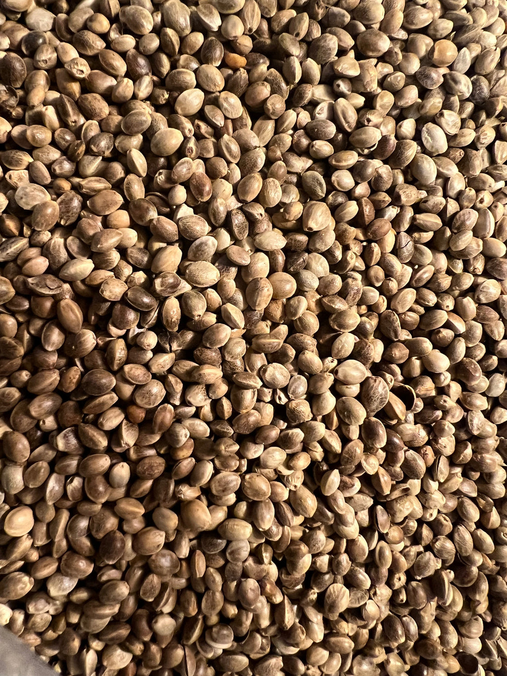 Ripkitty Premium Toasted Organic Hemp Seeds | High Protein Superfood