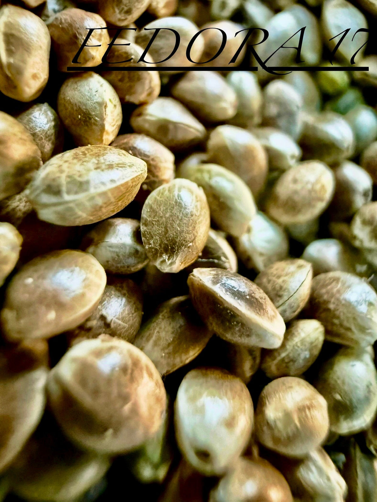 Ripkitty International & Domestic Raw Viable Hemp Seeds for Poultry, Equine Feeding, & Livestock