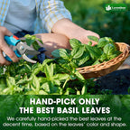 Premium Dried Basil – 100% Pure, Non-GMO, Gluten-Free, Vegan – Aromatic Culinary Herb for Cooking, Garnish, and Seasoning