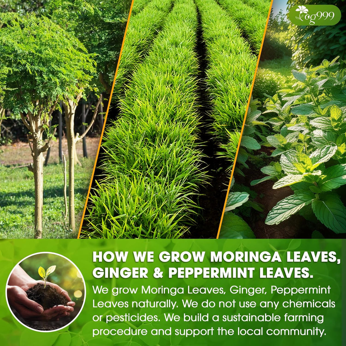 Premium Moringa Ginger Peppermint Herbal Tea