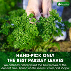 Premium Dried Parsley Leaves – 100% Pure, Non-GMO, Gluten-Free, Vegan – Aromatic Culinary Herb for Cooking, Garnish, and Seasoning