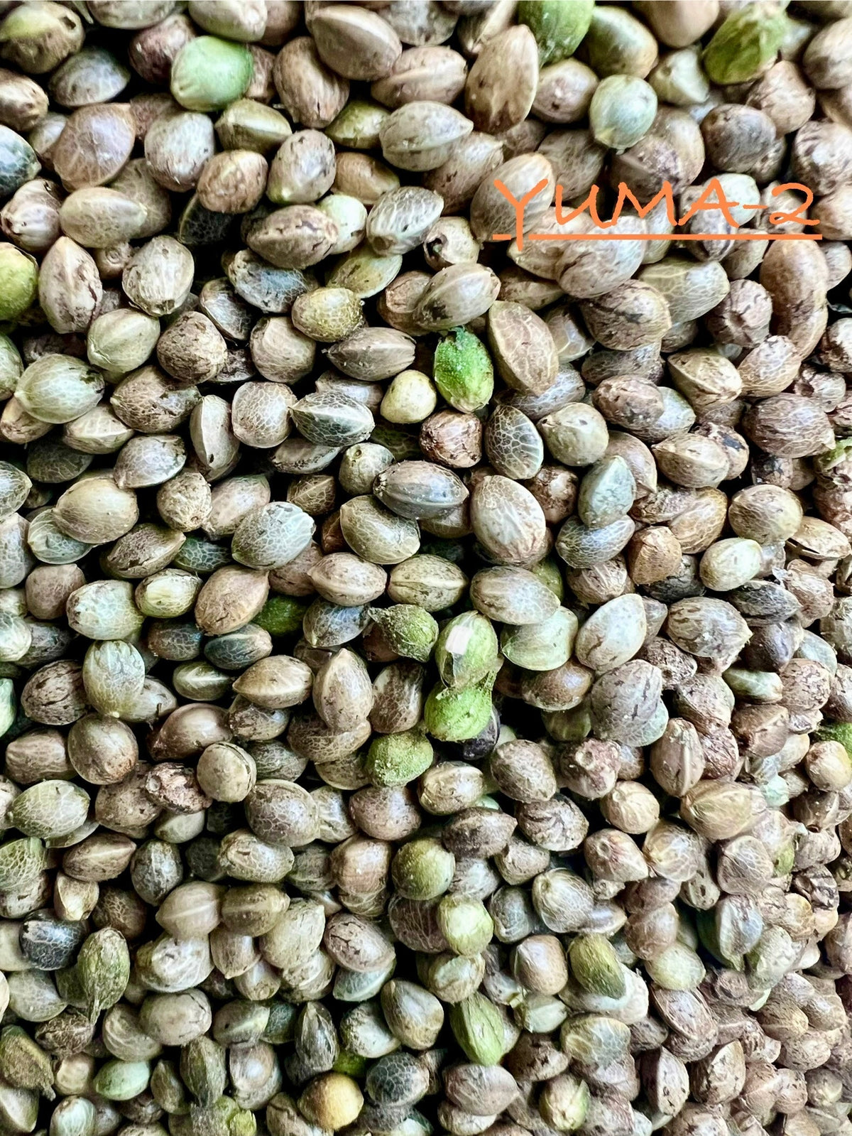Ripkitty International & Domestic Raw Viable Hemp Seeds for Poultry, Equine Feeding, & Livestock