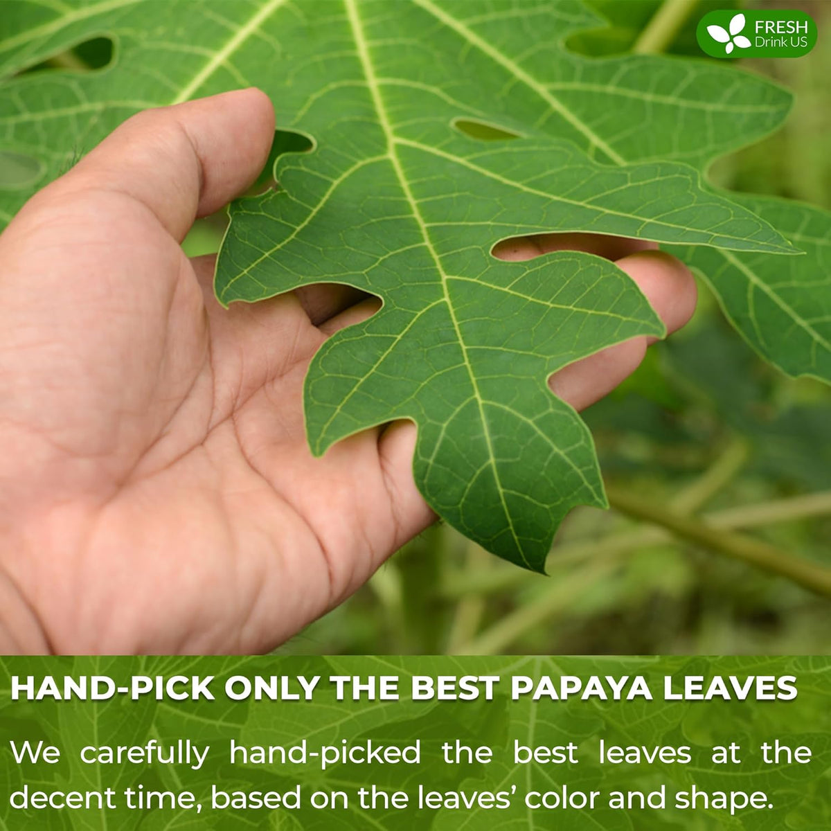 Premium Papaya Leaf Tea Bags, Made with Natural Material Tea Bags. No Sugar, No Caffeine, No Gluten, Vegan.