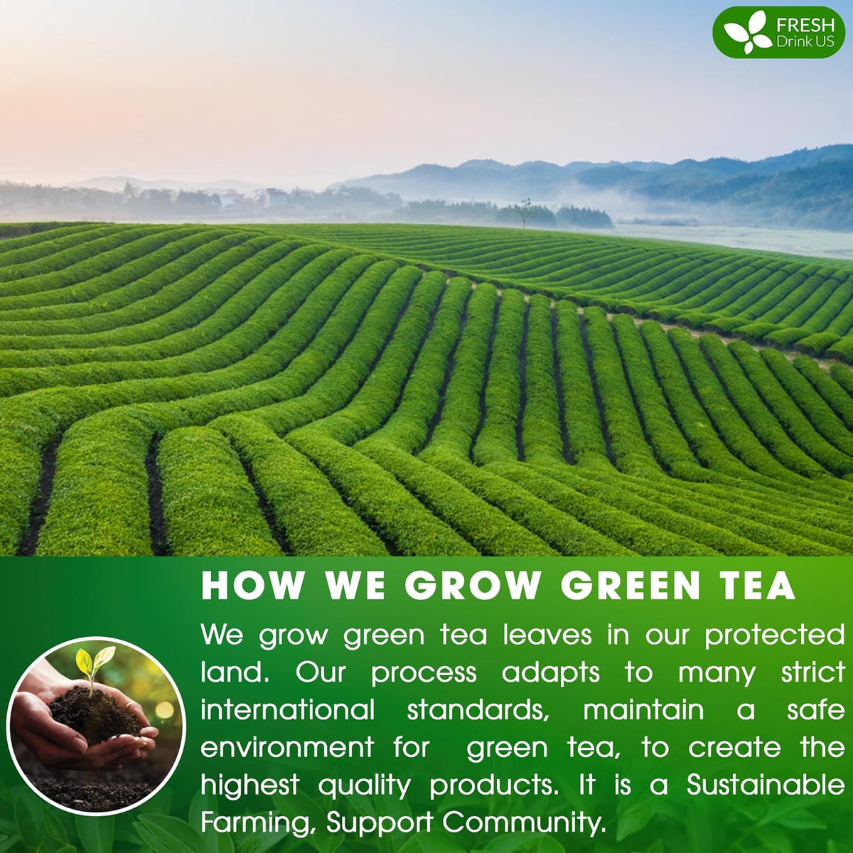 Premium Green Tea Bags, 100% Natural & Pure from Green Tea. Green Herbal Tea. No Sugar, No Gluten, Vegan
