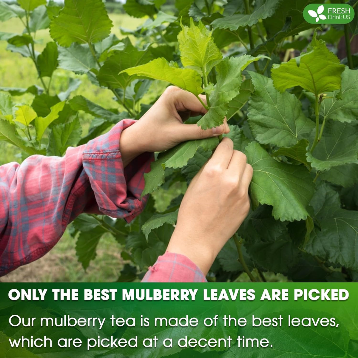 Premium Mulberry Leaf Tea Bags. No Sugar, No Caffeine, No Gluten, Vegan.