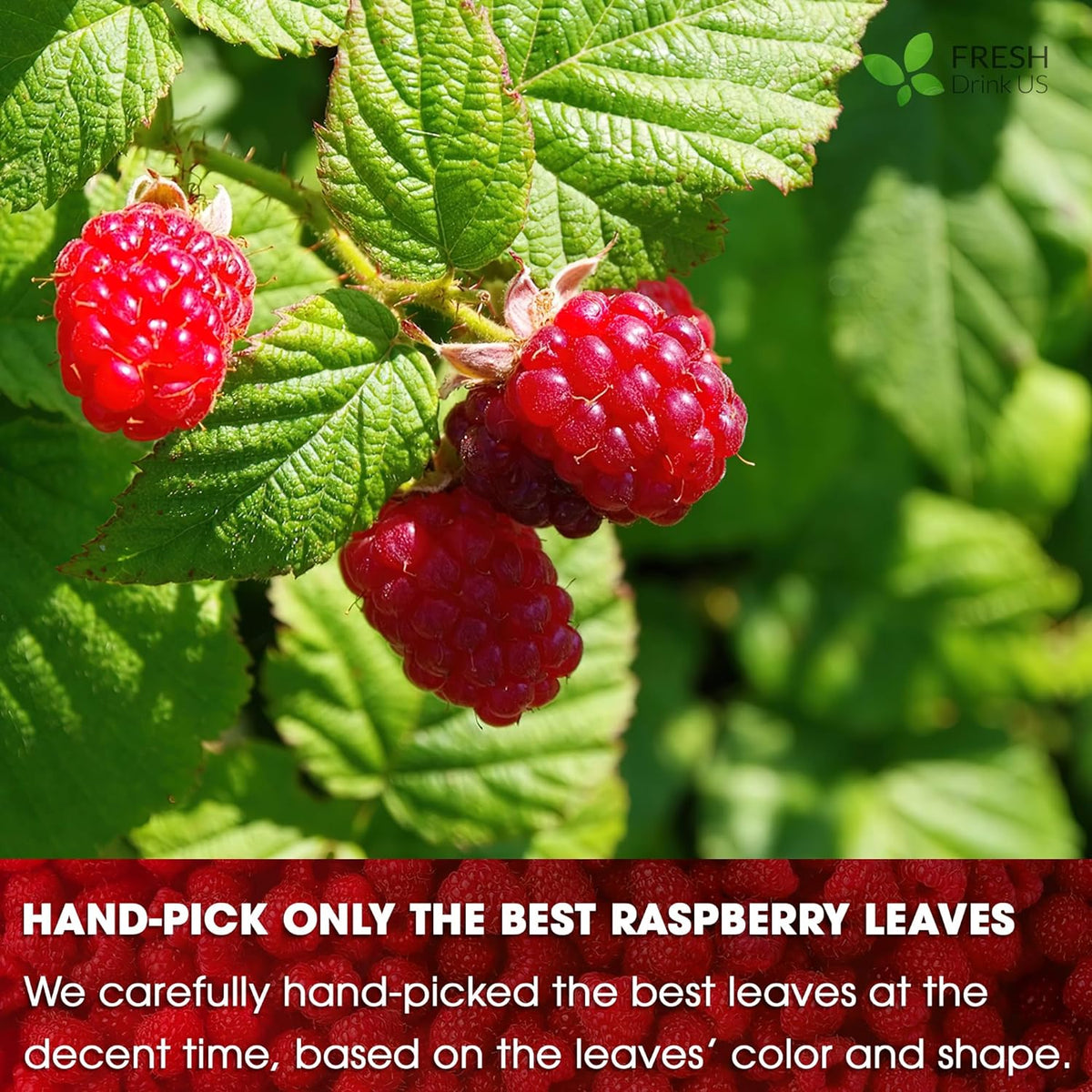 Raspberry Leaf Tea Bags, 100% Natural & Pure from Raspberry Leaves. Loose Leaf Raspberry Herbal Tea, Made with Natural Material Tea Bags, Raspberry Leaf Tea. No Sugar, No Caffeine, No Gluten, Vegan.