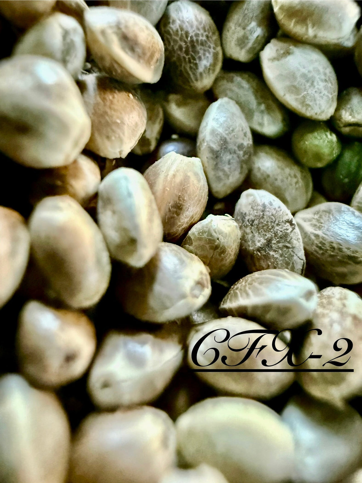 Ripkitty International & Domestic Raw Viable Hemp Seeds for Poultry, Equine Feeding, & Livestock