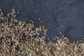 Dill Seed