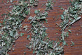 Herbes de Provence