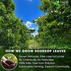 40 Premium Soursop Graviola Leaf Tea Bags, 100% Natural and Pure from Soursop Leaves, Handmade, Made With Natural Materials-Corn Fiber Tea Bag, Sugar/Caffeine/Gluten Free, Hoja Guanabana Tea