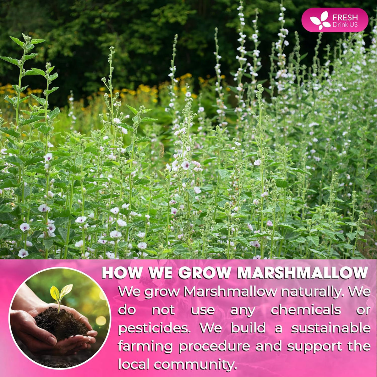 Premium Marshmallow Root and Leaf Tea Bags, 100% Natural & Pure.