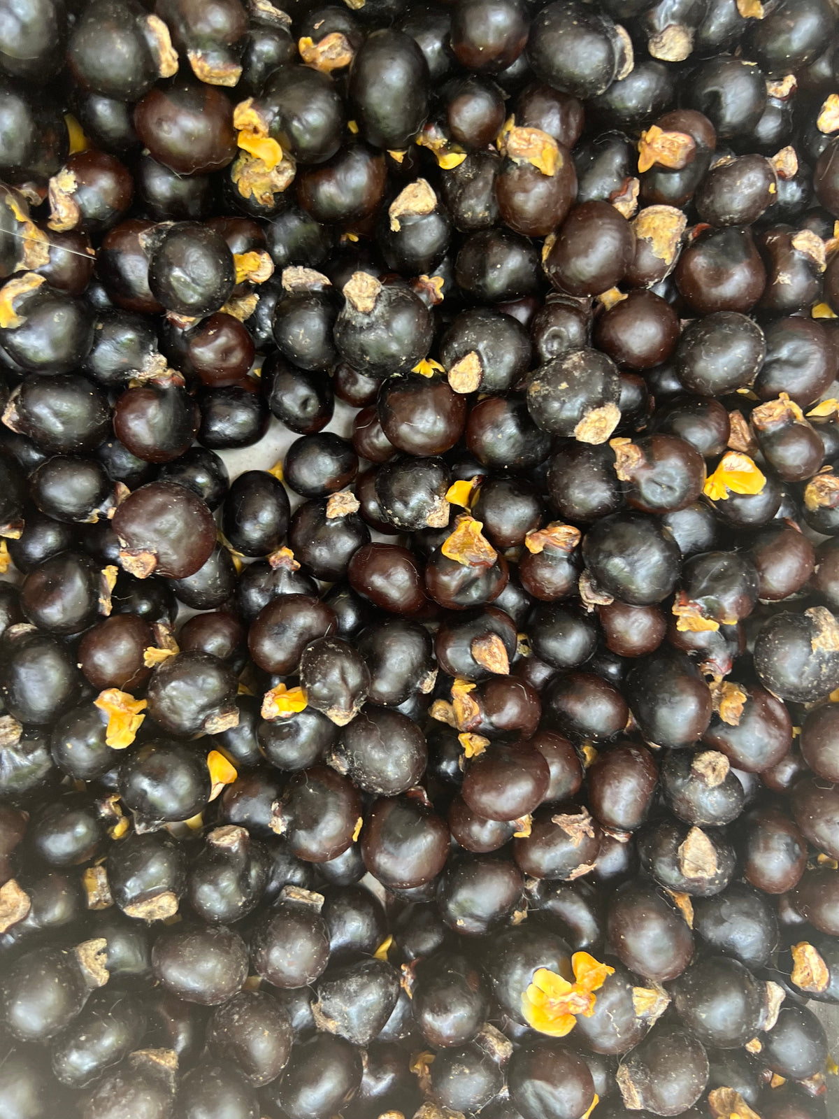 Ripkitty Ornamental "Soft" Ackee Seeds | Blighia Sapida Tropical Jamaican Botanical