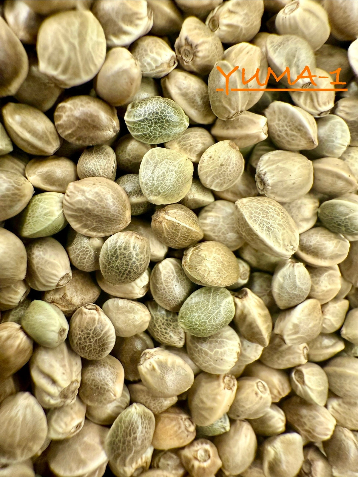 Ripkitty International & Domestic Raw Viable Hemp Seeds for Poultry, Equine Feeding, & Livestock