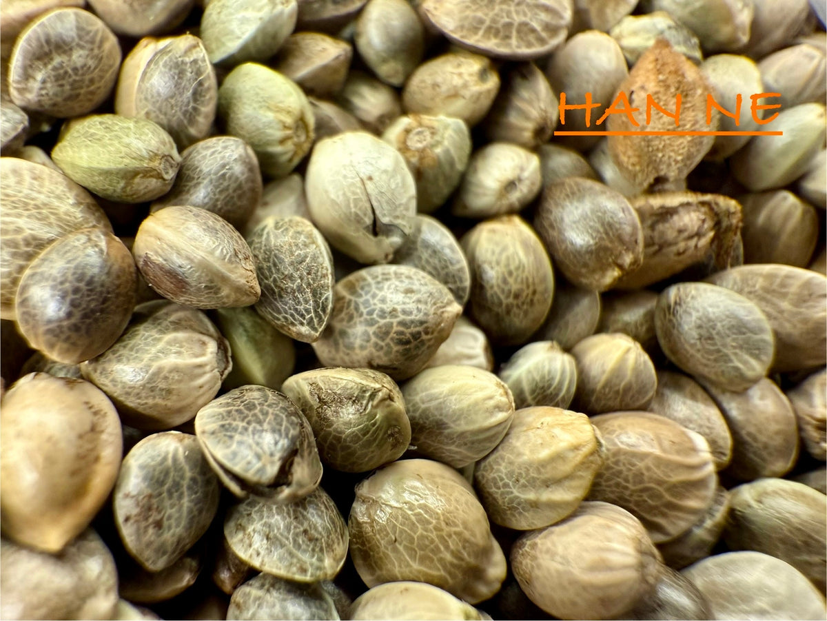 Ripkitty International & Domestic Raw Viable Hemp Seeds for Poultry, Equine Feeding, & Livestock