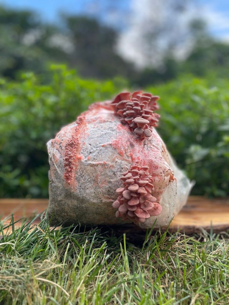 Pink Oyster Mushroom Grow Kit