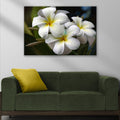 White Frangipani Flower Canvas Wall Art