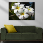 White Frangipani Flower Canvas Wall Art
