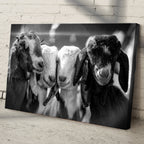 Black And White Baby Goats Canvas Wall Art