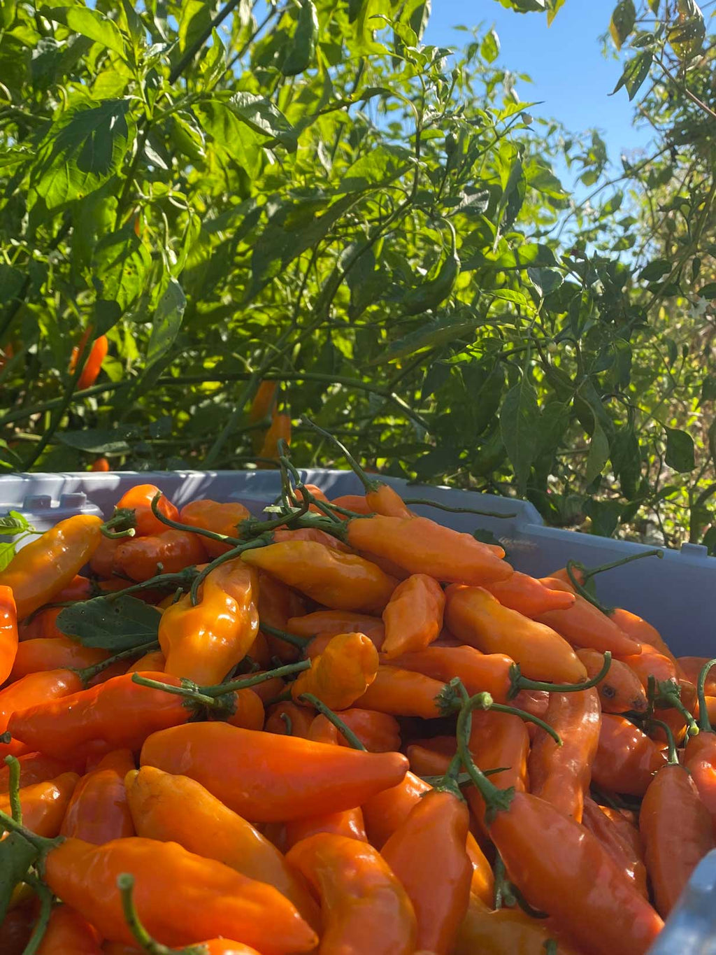Aji Mango