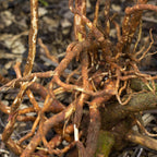 Ashwagandha Tincture