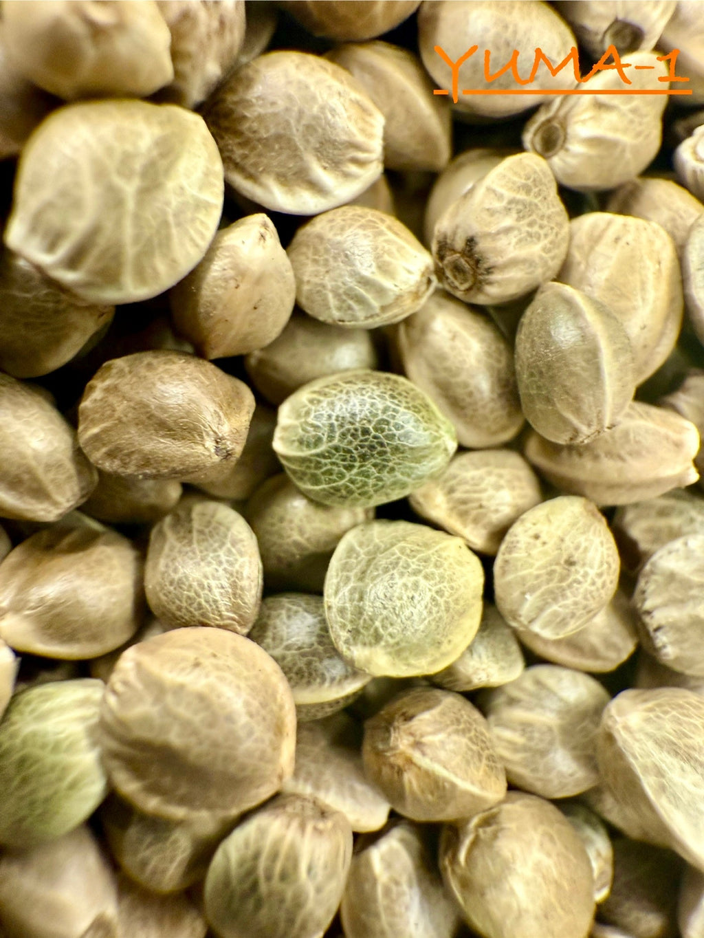 Ripkitty International & Domestic Raw Viable Hemp Seeds for Poultry, Equine Feeding, & Livestock