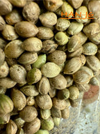 Ripkitty International & Domestic Raw Viable Hemp Seeds for Poultry, Equine Feeding, & Livestock