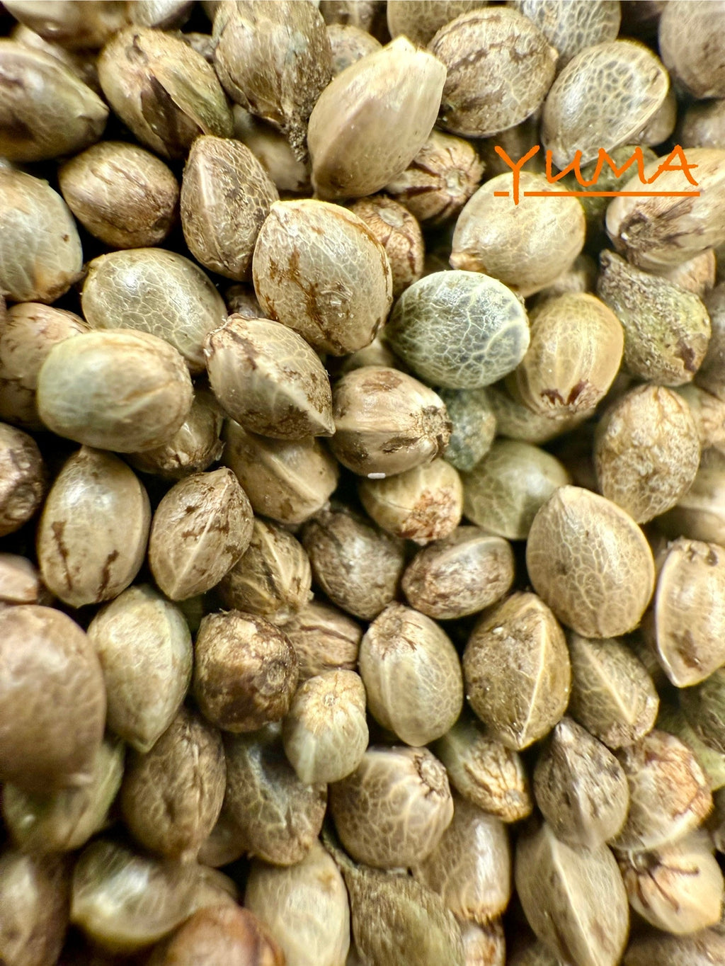Ripkitty International & Domestic Raw Viable Hemp Seeds for Poultry, Equine Feeding, & Livestock